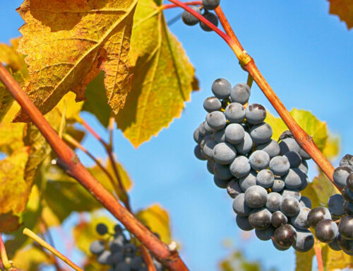 Wine Harvest Season: What It Means for Wine and Your Glass